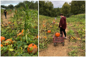 Pumpkins