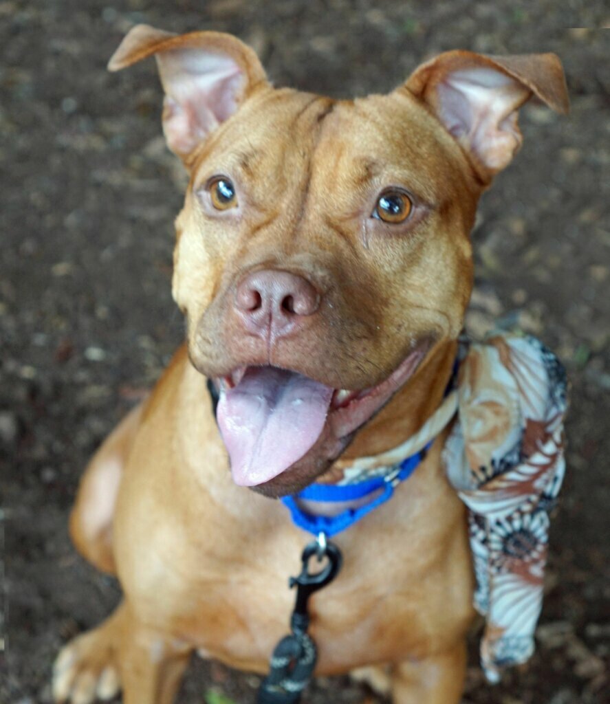 Rory, WTOP's Pet of the Week: Oct. 19, 2020.