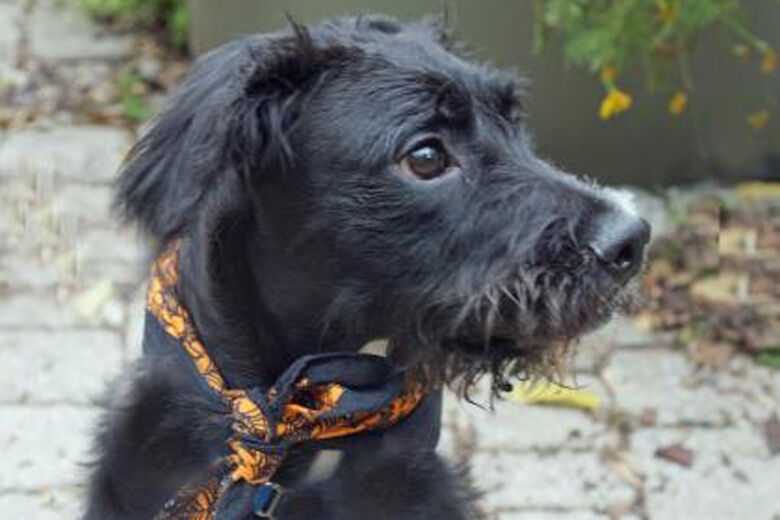 Lady, WTOP's Pet of the Week: Nov. 2, 2020. (Courtesy Humane Rescue Alliance)