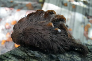 The venomous puss caterpillar.