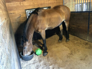 Horse2