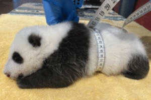 Baby panda