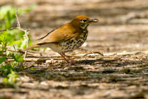 Wood Thrush