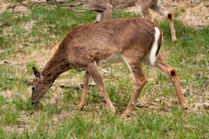 Deer Grazing on some Grass