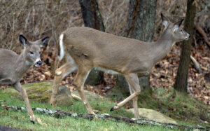Deer Management Season