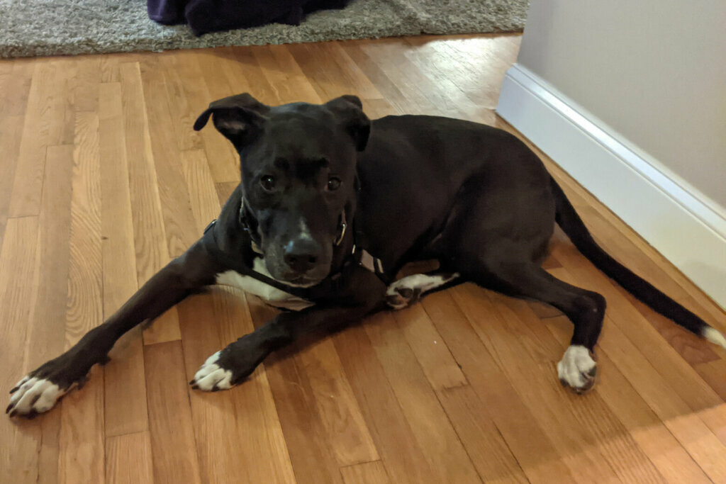 Dug, WTOP's Pet of the Week: Nov. 9, 2020. (Courtesy Humane Rescue Alliance)