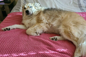 Will Vitka's dog Moby