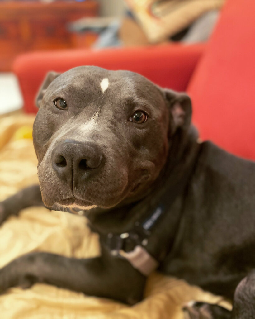 Maxwell, WTOP Pet of the Week: November 23, 2020