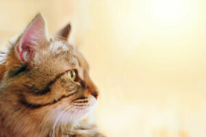 Striped fluffy cat.