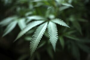 California Marijuana Banking