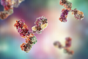 Molecular model of immunoglobulin