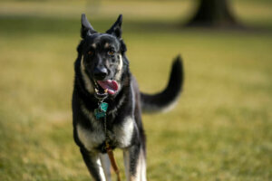 Major dog