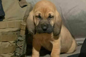 The Stafford County Sheriff’s Office will soon have its first ever Bloodhound and they want the public's help in naming her.