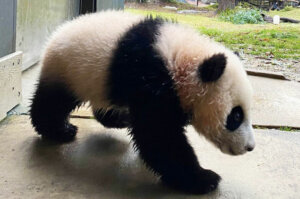 20210216 xiao qi ji martydearie 002 web