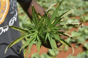 Jamaica Marijuana Shortage