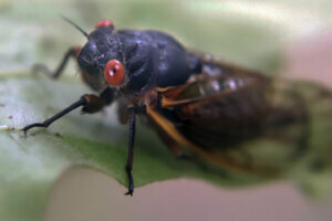 Periodical Cicada Pennsylvania