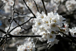 DC: Cherry Blossoms March