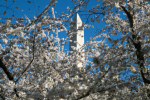 DC: Cherry Blossoms March