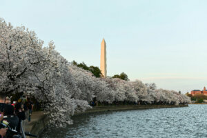 Cherry Blossoms draw evening crowds to the Tidal Basin