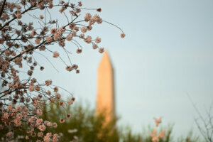 Cherry Blossoms draw evening crowds to the Tidal Basin