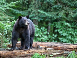 American black bear