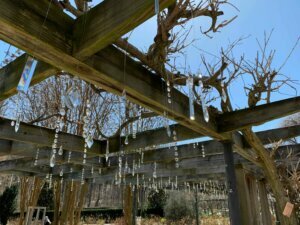Brookside Gardens Crystal COVID