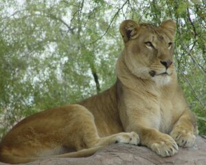 Phoenix Zoo Old Lion Euthanized