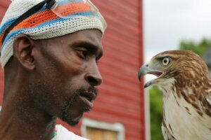 The Falconer