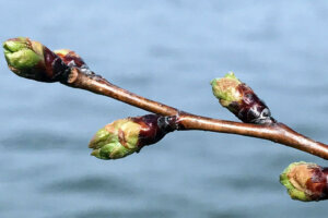 D.C.'s cherry blossom trees have hit the second state of bloom: florets are now visible.