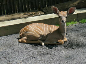 20210427 lesser kudu calf 1783 gilmyers