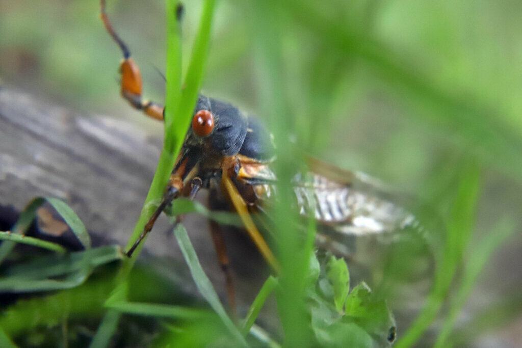 Periodical Cicada Pennsylvania