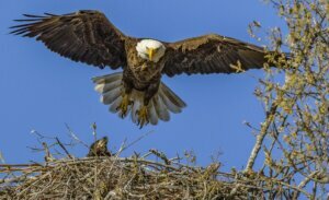 Backyard Bald Eagles