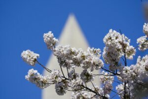 Cherry Blossom Festival