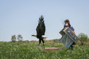 A bald eagle is airborne again after being rehabilitated at Blue Ridge Wildlife Center