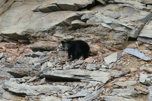 Black bear