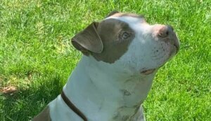 Manassas dog