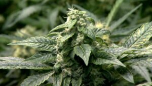 New York state legalizes recreational marijuana