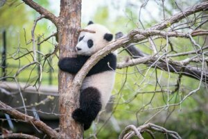 20210412 panda xiao qi ji skipbrown dsc08387