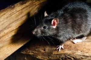 The black rat