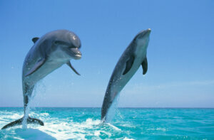 BOTTLENOSE DOLPHIN tursiops truncatus, PAIR LEAPING OUT OF WATER, HONDURAS