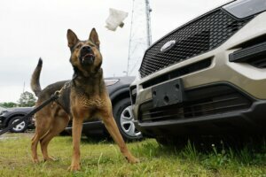Marijuana K 9 Retirements