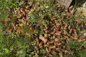 Cicadacarcasses