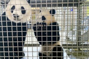 20210617 giant panda mei xiang xiao qi ji scale lauriethompson002