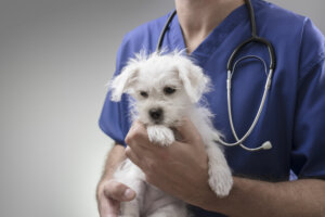 Veterinarian doctor examining a Maltese puppy