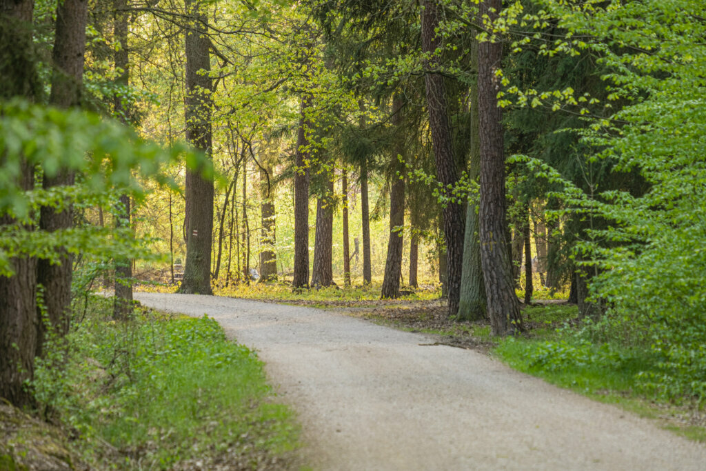 Stony path leading through the forest, a place for active rest and recreation