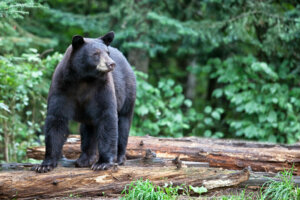 American black bear