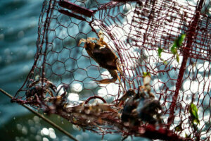 US ECONOMY LIFESYTLE CRABS