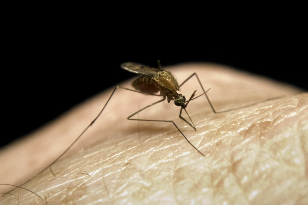 Mosquito Bite