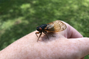 Cicada