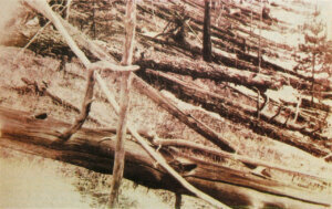 Trees flattened by the intense shock wave created in the atmosphere as the space rock exploded above Tunguska on June 30, 1908. The photograph was taken by the Soviet Academy of Science 1929 expedition led by Leonid Kulik. 500,000 acres, the size of a large metropolitan city, were flattened. Flattening trees requires an immense shock wave. #WorldAsteroidDay is held every June 30 as a global awareness campaign where people around the world come together to share knowledge about asteroids and learn how to protect our planet. Credits: Wikimedia Commons via NASA